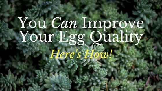 You CAN Improve Your Egg Quality. (Here’s How)
