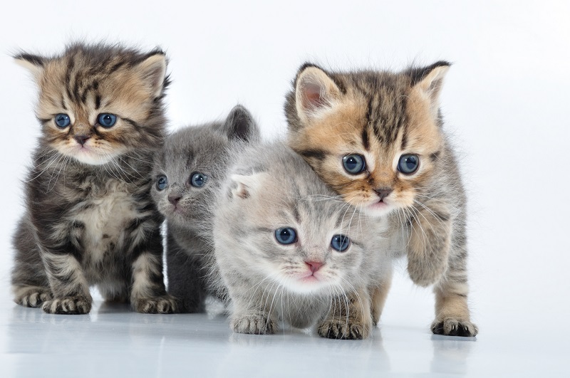How your Stressed Out Mind Is Like a Pile of Kittens, and What to Do About It